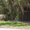 Are there any hiking trails near the villages florida?